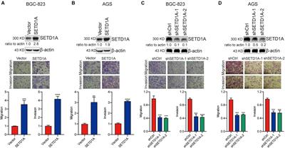 Histone Methyltransferase SETD1A Induces Epithelial-Mesenchymal Transition to Promote Invasion and Metastasis Through Epigenetic Reprogramming of Snail in Gastric Cancer